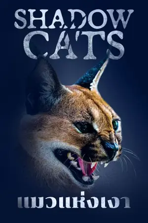 ดูสารคดี Shadow Cats (2022) แมวแห่งเงา HD บรรยายไทย